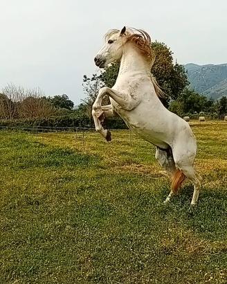 Cavallo andaluso