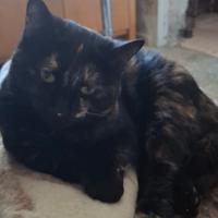 Sorelline mantello calico