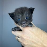 Cuccioli Maine coon