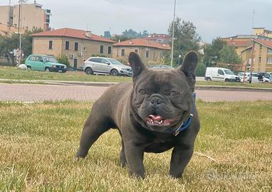 Bulldog francese