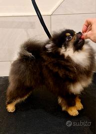 Spitz tedesco nano Pomerania 