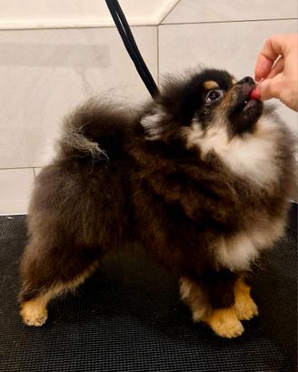 Spitz tedesco nano Pomerania 