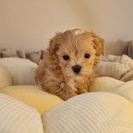Cucciole di Maltipoo