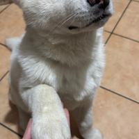 Akita maschio con pedigree disponibile per monta