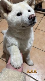 Akita maschio con pedigree disponibile per monta