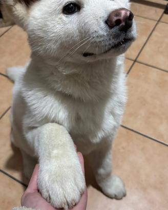 Akita maschio con pedigree disponibile per monta