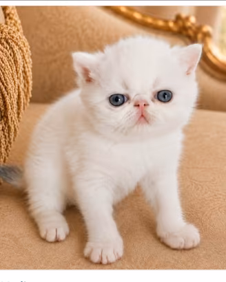 Cucciolo di razza exotic shorthair disponibili