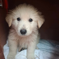 Cuccioli in adozione