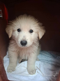 Cuccioli in adozione