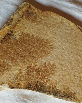 Dendriti di Manganese su lastra (Toscana)