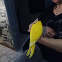 Parrocchetto dal collare