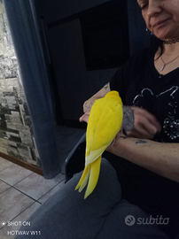 Parrocchetto dal collare