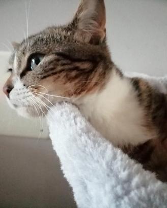 Gatta di 6 anni sterilizzata tigrata