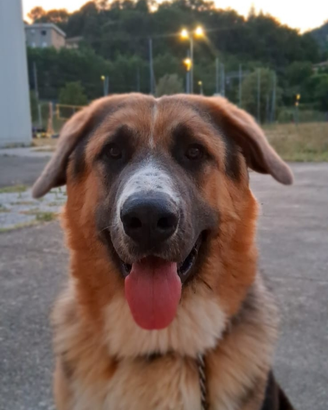 Meticcio coccoloso