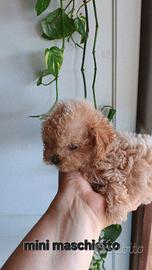 maltipoo  mini toy