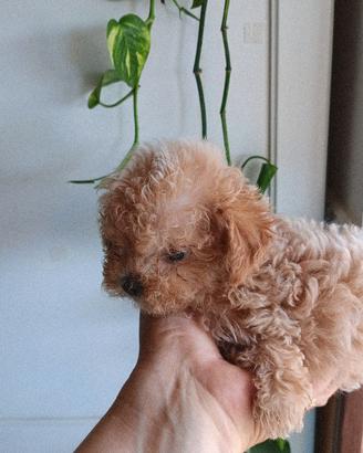 maltipoo  mini toy