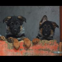 Cuccioli di pastore tedesco con pedigree
