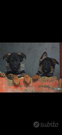 Cuccioli di pastore tedesco con pedigree