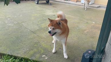 Akita Inu