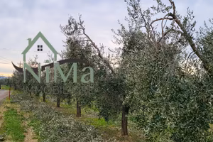 Terreno agric. a - La CaliforniaBibbona