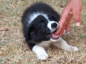 Cucciola di Border Collie subito disponibile