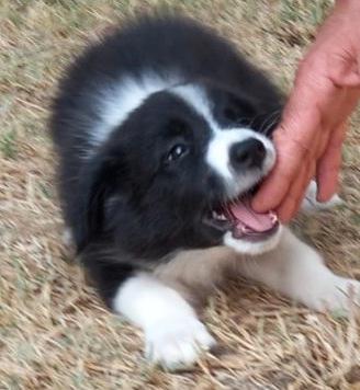 Cucciola di Border Collie subito disponibile