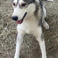 Maya, Husky femmina in ADOZIONE
