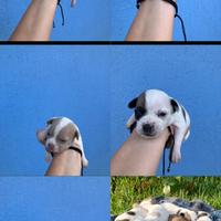 Cuccioli di chihuahua