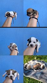 Cuccioli di chihuahua