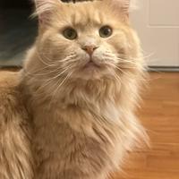 Maine coon adulta