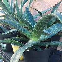 Aloe Vera