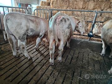 Animali vitelli charolaise iscritti