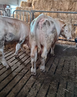 Animali vitelli charolaise iscritti