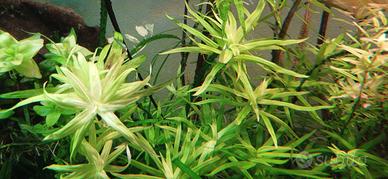 piante facili a crescita rapida 