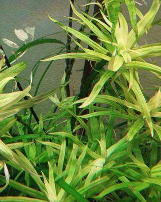 piante facili a crescita rapida 