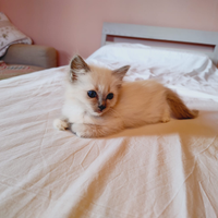 Cuccioli ragdoll con pedigree