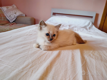 Cuccioli ragdoll con pedigree