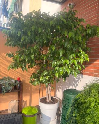 Ficus benjamin