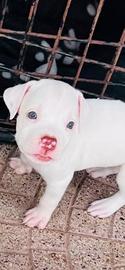 Pitbull red nose