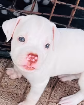 Pitbull red nose