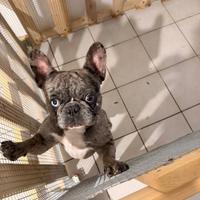 Bouledogue francese blue merle maschio