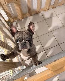 Bouledogue francese blue merle maschio
