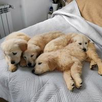 Ultimo GOLDEN RETRIEVER CUCCIOLO PEDIGREE ENCI