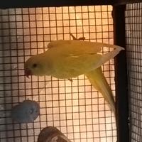 Parrocchetto dal collare lutino