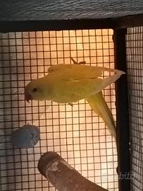 Parrocchetto dal collare lutino