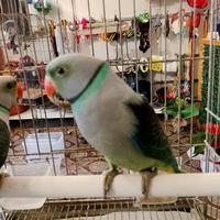 Sc.ambio Maschio di Malabar