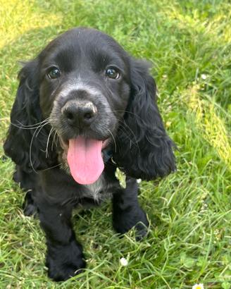 Cocker spaniel femmina