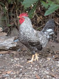 Gallo e gallina  nostrani di 1 anno  