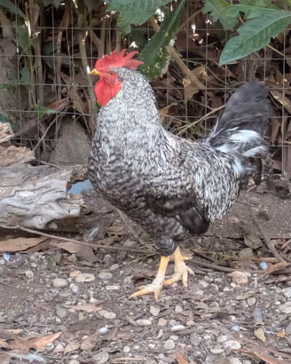 Gallo e gallina  nostrani di 1 anno  