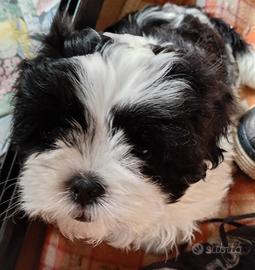 Cucciola di Maltese -Shitzu